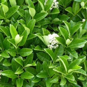 Viburnum Odoratissimum ‘Sweet Viburnum’ — Emerald, VIC — Emerald Gardens Nursery