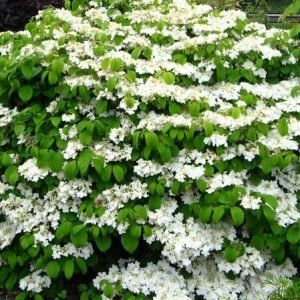 Viburnum Plicatum Tomentosum — Emerald, VIC — Emerald Gardens Nursery