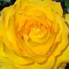 Victoria Gold — Emerald, VIC — Emerald Gardens Nursery