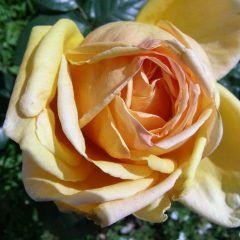 Vienna-Charm — Emerald, VIC — Emerald Gardens Nursery