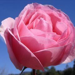 Violina — Emerald, VIC — Emerald Gardens Nursery