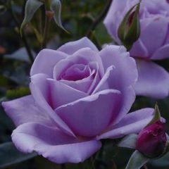 Vol du Nuit — Emerald, VIC — Emerald Gardens Nursery