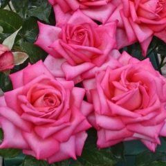 Wedding Bells — Emerald, VIC — Emerald Gardens Nursery