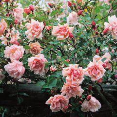 Weeping Albertine Rose — Emerald, VIC — Emerald Gardens Nursery