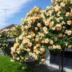 Weeping Crepescule Rose — Emerald, VIC — Emerald Gardens Nursery