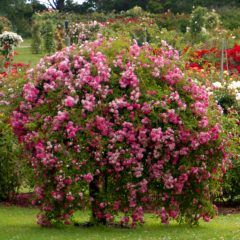 Weeping Dorothy Perkins Rose — Emerald, VIC — Emerald Gardens Nursery