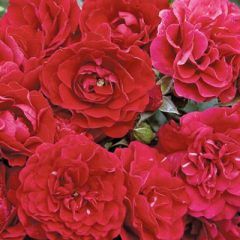 Weeping Fire Meidiland Rose — Emerald, VIC — Emerald Gardens Nursery