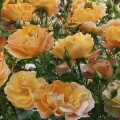 Weeping Flower Carpet Amber Rose — Emerald, VIC — Emerald Gardens Nursery