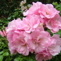 Weeping Flower Carpet Apple Blossom Rose — Emerald, VIC — Emerald Gardens Nursery
