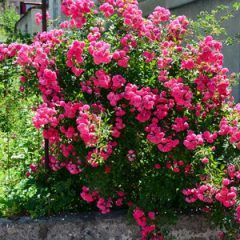 Weeping Flower Carpet Pink Rose — Emerald, VIC — Emerald Gardens Nursery