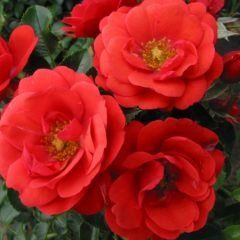 Weeping Flower Carpet Scarlet Rose — Emerald, VIC — Emerald Gardens Nursery