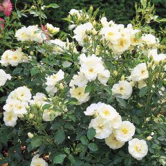 Weeping Flower Carpet White Rose — Emerald, VIC — Emerald Gardens Nursery