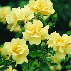 Weeping Flower Carpet Yellow Rose — Emerald, VIC — Emerald Gardens Nursery