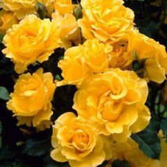 Weeping Gold Bunny Rose — Emerald, VIC — Emerald Gardens Nursery