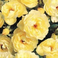 Weeping Golden Touch Rose — Emerald, VIC — Emerald Gardens Nursery