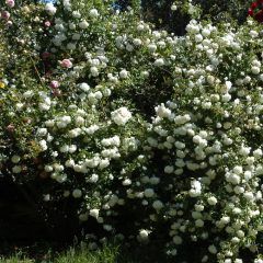 Weeping Lamarque Rose — Emerald, VIC — Emerald Gardens Nursery
