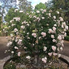 Weeping New Dawn Rose — Emerald, VIC — Emerald Gardens Nursery