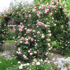 Weeping Pierre de Ronsard Rose — Emerald, VIC — Emerald Gardens Nursery