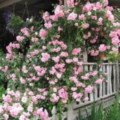 Weeping Pinkie Rose — Emerald, VIC — Emerald Gardens Nursery