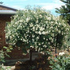Weeping Seafoam Rose — Emerald, VIC — Emerald Gardens Nursery