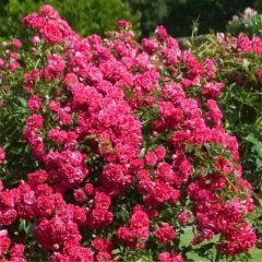 Weeping Super Excelsa Rose — Emerald, VIC — Emerald Gardens Nursery
