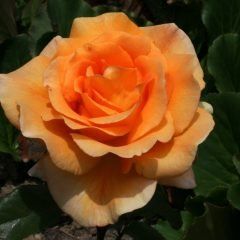 Whisky — Emerald, VIC — Emerald Gardens Nursery