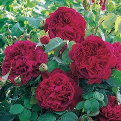 William Shakespeare 2000 — Emerald, VIC — Emerald Gardens Nursery