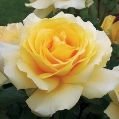 Winter Sun — Emerald, VIC — Emerald Gardens Nursery