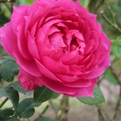 Wise Portia — Emerald, VIC — Emerald Gardens Nursery