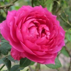 Wise Portia — Emerald, VIC — Emerald Gardens Nursery