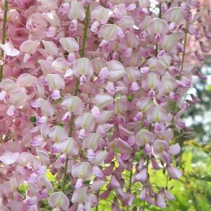 Wisteria ‘Pink Japanese’ — Emerald, VIC — Emerald Gardens Nursery
