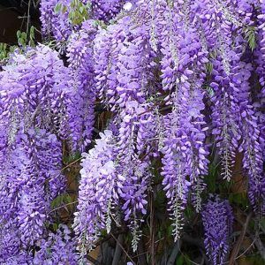 Wisteria ‘ Blue Chinese Wisteria’ — Emerald, VIC — Emerald Gardens Nursery