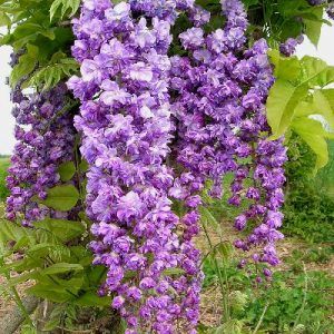 Japanese wisteria store