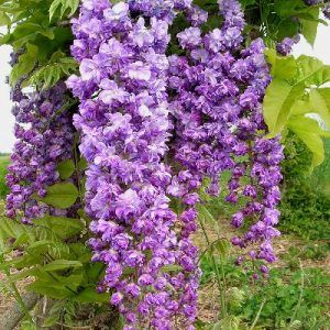 Wisteria ‘Double Japanese’ — Emerald, VIC — Emerald Gardens Nursery