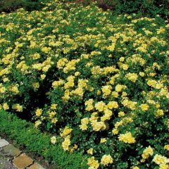 Yellow Flower Carpet Rose — Emerald, VIC — Emerald Gardens Nursery