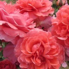 Young at Heart — Emerald, VIC — Emerald Gardens Nursery