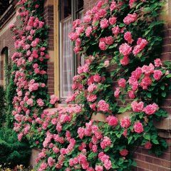 Zephirine Drouhin Climbing Rose — Emerald, VIC — Emerald Gardens Nursery