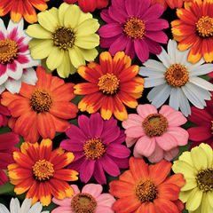 Zinnia — Emerald, VIC — Emerald Gardens Nursery