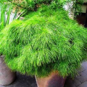 Acacia Cognata ‘Limelight’— Emerald, VIC — Emerald Gardens Nursery