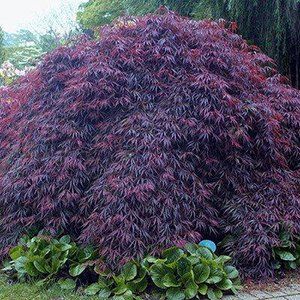 Acer (Maple Tree)— Emerald, VIC — Emerald Gardens Nursery