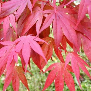Acer palmatum ‘Atropurpureum’ — Emerald, VIC — Emerald Gardens Nursery