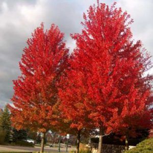 Acer x freemanii ‘Autumn Blaze’ — Emerald, VIC — Emerald Gardens Nursery