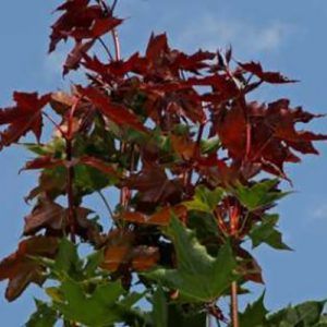 Acer platanoides ‘Fairview’ — Emerald, VIC — Emerald Gardens Nursery