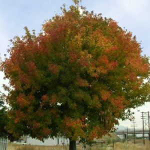 ‘Sensation’ Maple — Emerald, VIC — Emerald Gardens Nursery