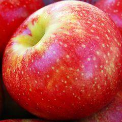 Apple — Emerald, VIC — Emerald Gardens Nursery