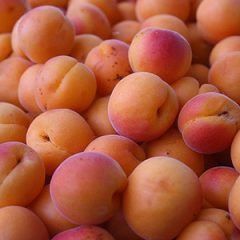 Apricot — Emerald, VIC — Emerald Gardens Nursery