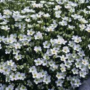 Arenaria Montana — Emerald, VIC — Emerald Gardens Nursery