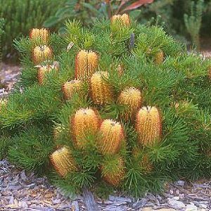 Banksia Birthday Candles — Emerald, VIC — Emerald Gardens Nursery