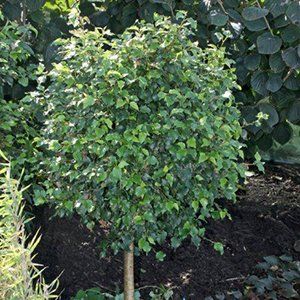 Betula (Birch) — Emerald, VIC — Emerald Gardens Nursery