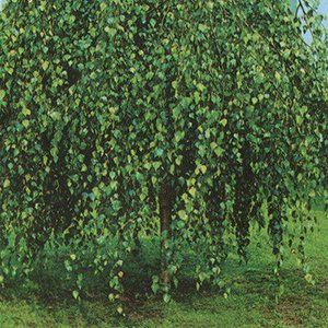 Betula Tree — Emerald, VIC — Emerald Gardens Nursery